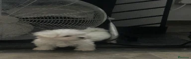 Maltipoo 4