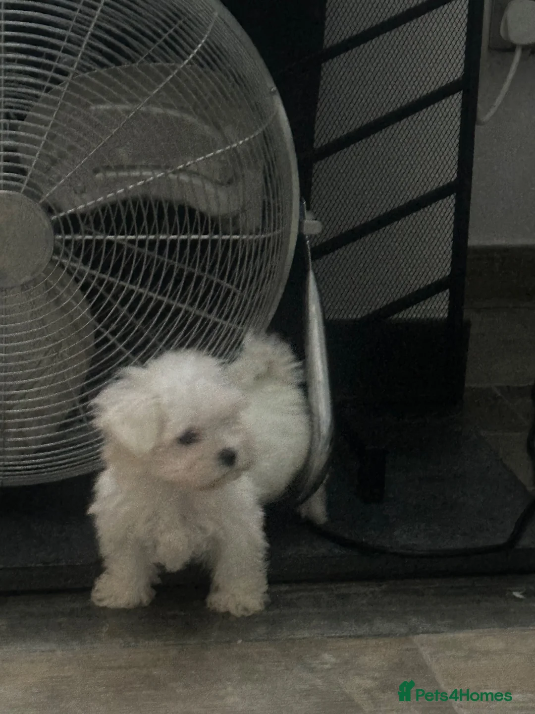 Maltipoo dogs for sale: Beautiful maltipoo  in Portsmouth - Advert 18