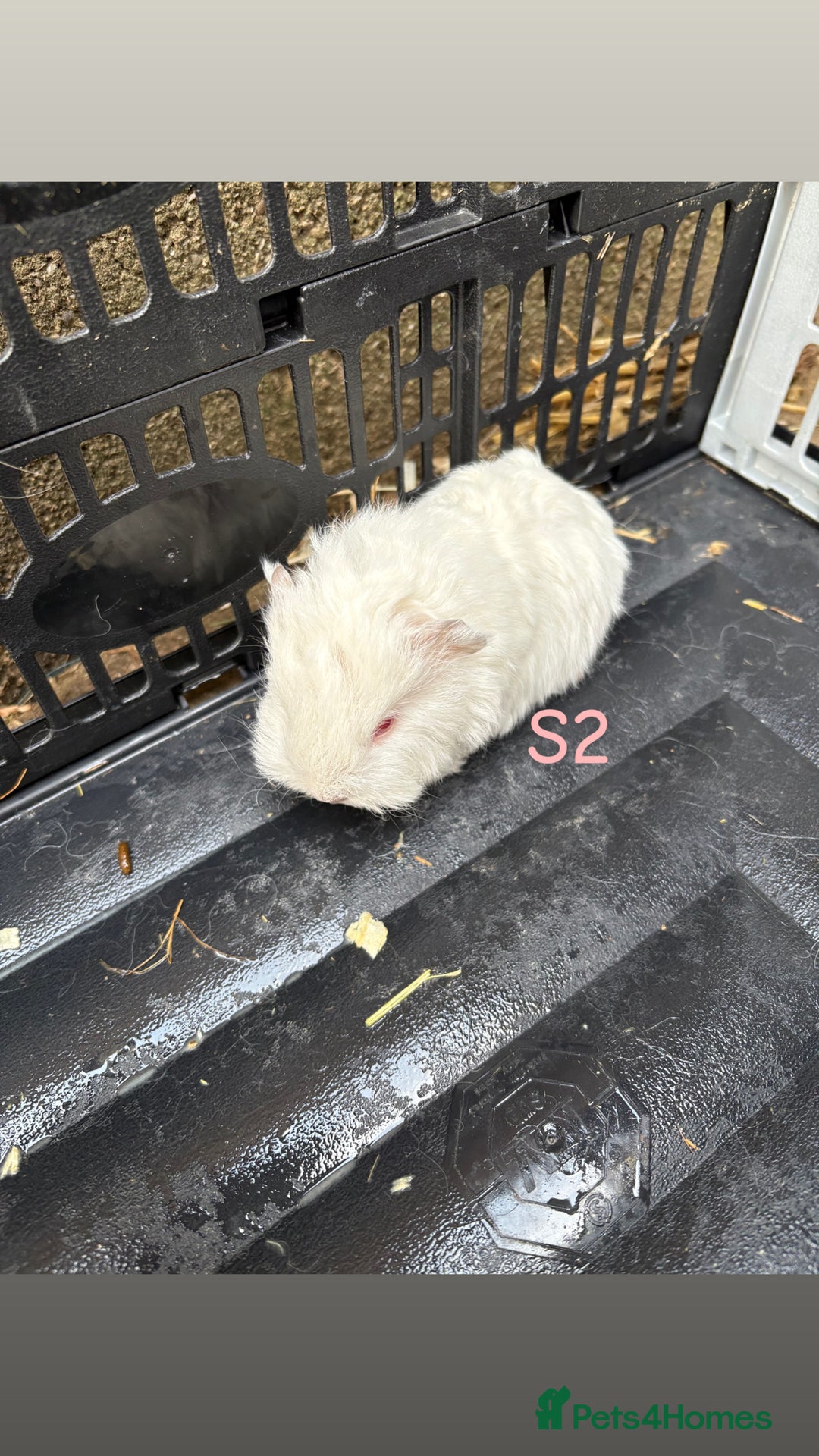 Guinea Pig rodents for sale: Baby Swiss guinea pigs for sale  - Advert 4