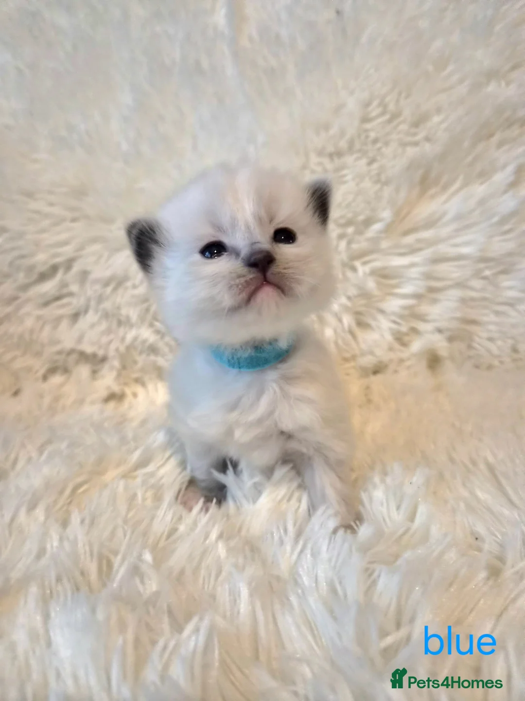 Ragdoll cats for sale:  Ragdoll Kittens 😸 ♥️  - Advert 2