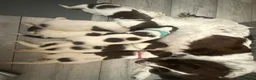 English Springer Spaniel dogs for sale: 15 ENGLISH SPRINGER SPANIEL PUPPIES - Advert 10