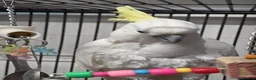 Cockatoo birds for sale: Sulphur crested cockatoo  - Advert 3
