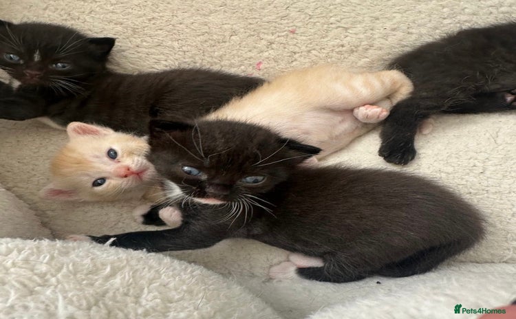 Mixed Breed cats - Advert 6