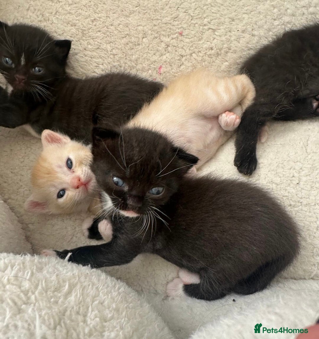 Mixed Breed cats for sale: Adorable Exotic X DSH 🐾  - Image 1