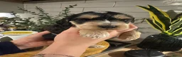 Cockapoo dogs for sale: 🐶 gorgeous cockapoo pups (spaniel back cross)🥰 - Advert 14