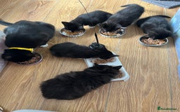 Mixed Breed cats for sale: Mother cat & her kittens wanting homes  - Image 17