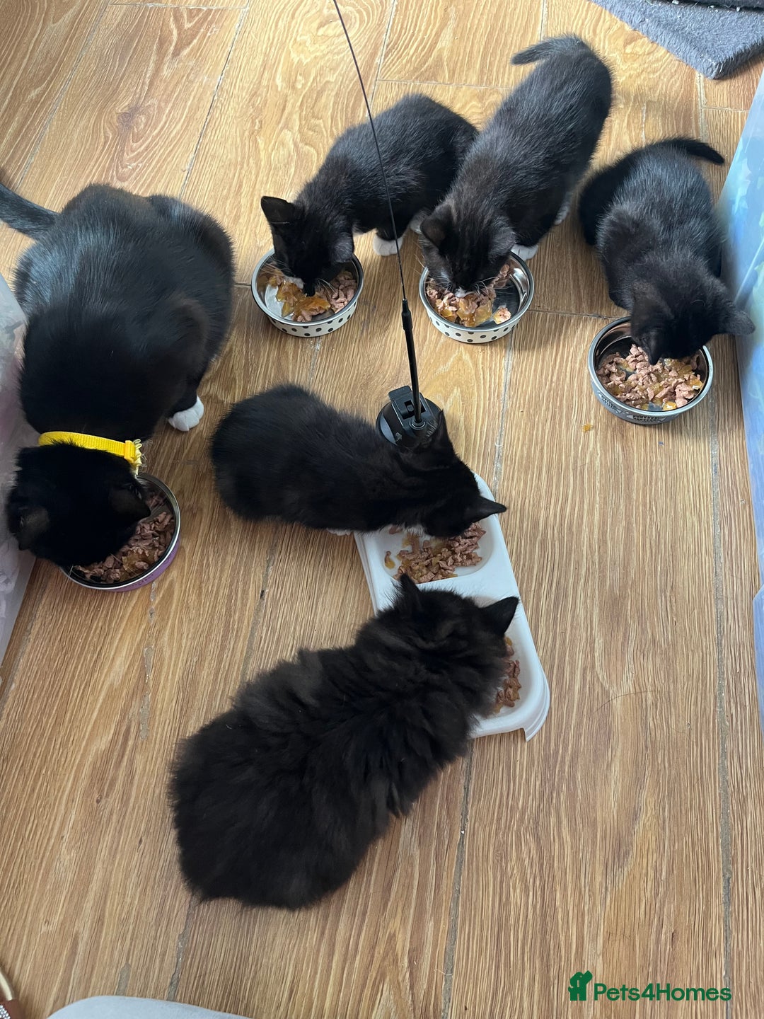 Mixed Breed cats for sale: Mother cat & her kittens wanting homes  - Image 17