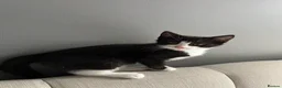 European cats for sale: TUXEDO KITTEN (FEMALE) - Advert 6