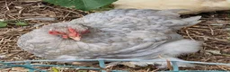 Chickens poultry for sale: Bantam Pekingese Hens - Advert 14