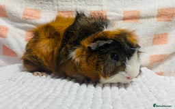 Guinea Pig rodents for sale: Various Male guinea pigs in Leeds - Image 2