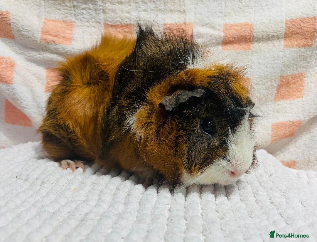 Guinea Pig rodents for sale: Various Male guinea pigs in Leeds - Image 2