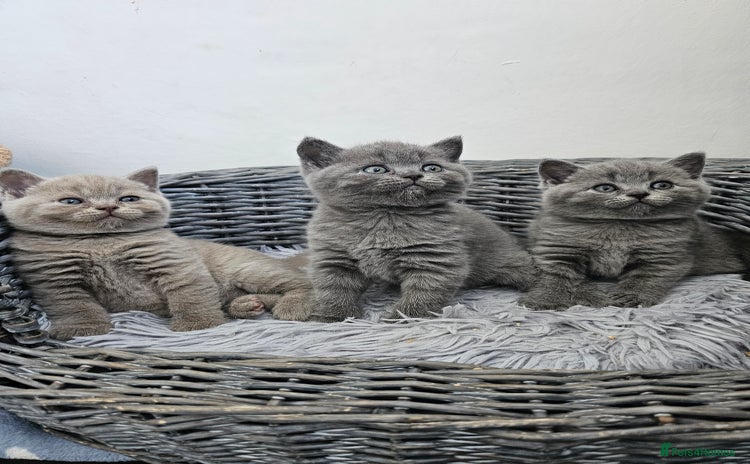British Shorthair cats - Advert 8