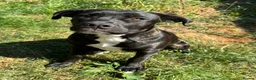 Mixed Breed dogs for sale: Trained Bullmastiff Staffy Female - Advert 2