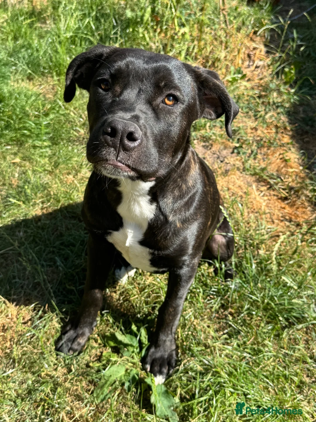 Mixed Breed dogs for sale: Trained Bullmastiff Staffy Female - Advert 2
