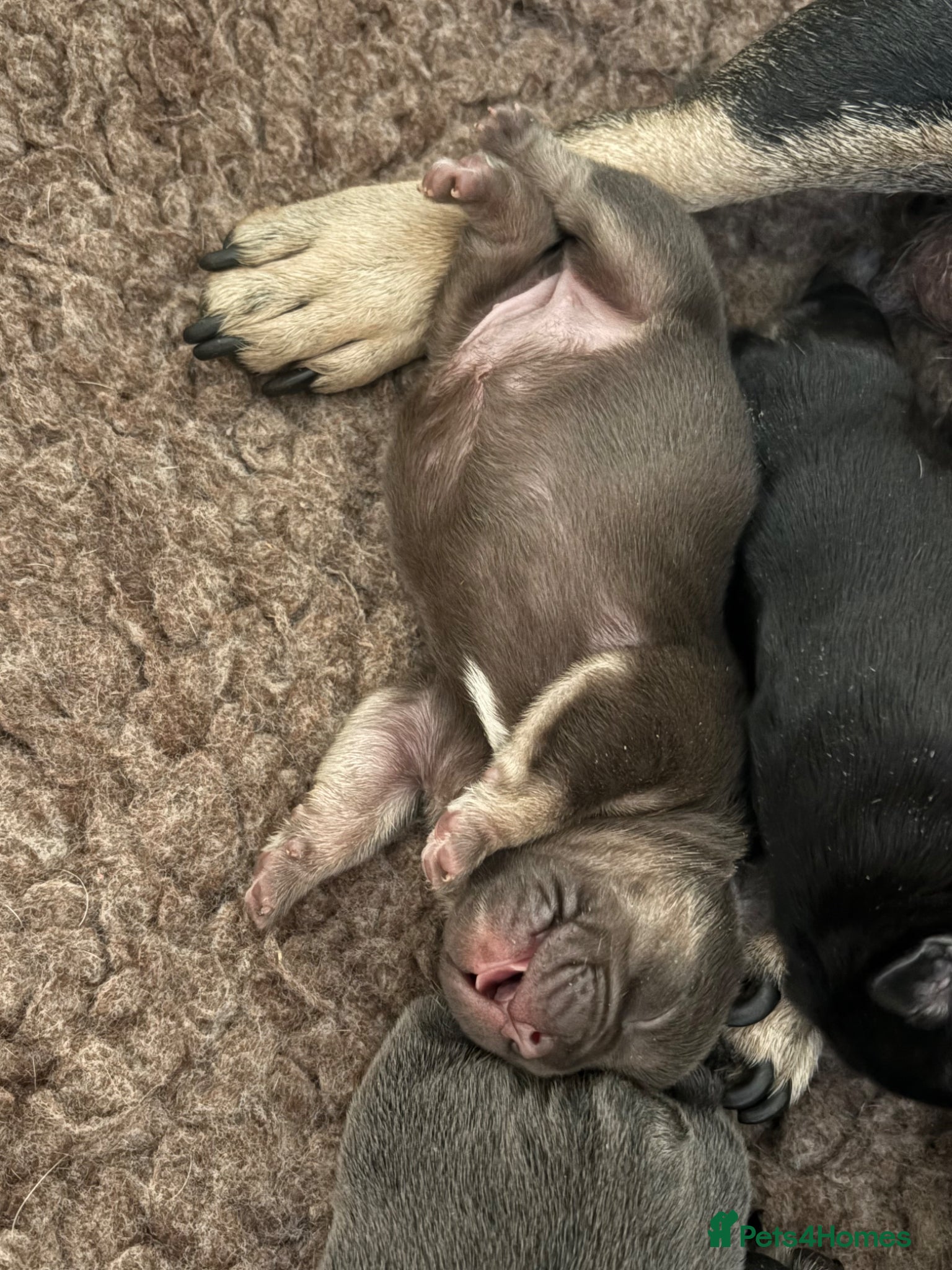 French Bulldog dogs Stunning French bulldogs  - Advert 12