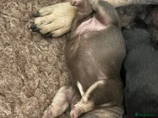 French Bulldog dogs Stunning French bulldogs - Advert 12