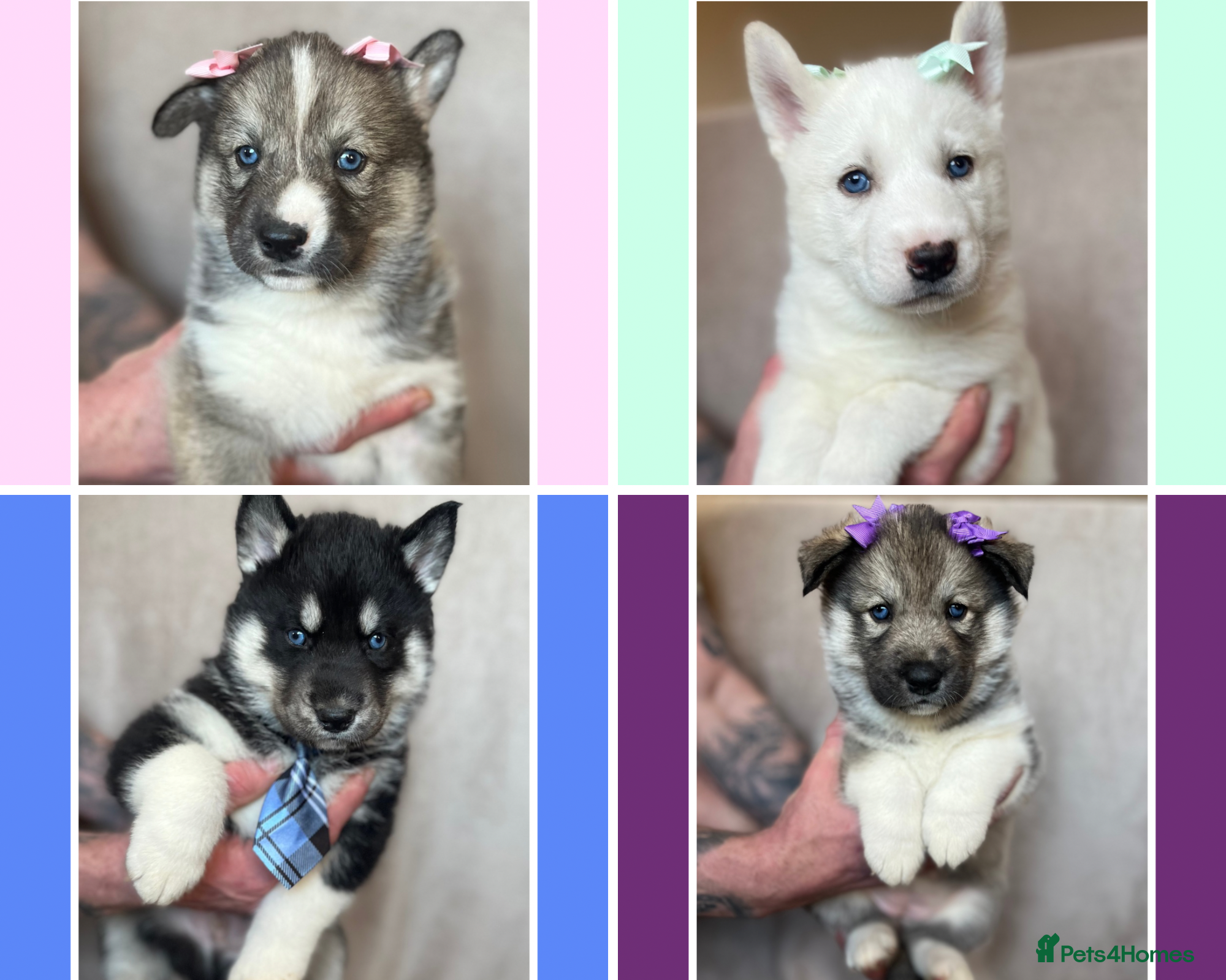 Siberian Husky dogs Beautiful Blue Eyed Siberian Husky Puppies - Advert 17