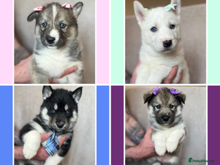 Siberian Husky dogs Beautiful Blue Eyed Siberian Husky Puppies - Advert 17