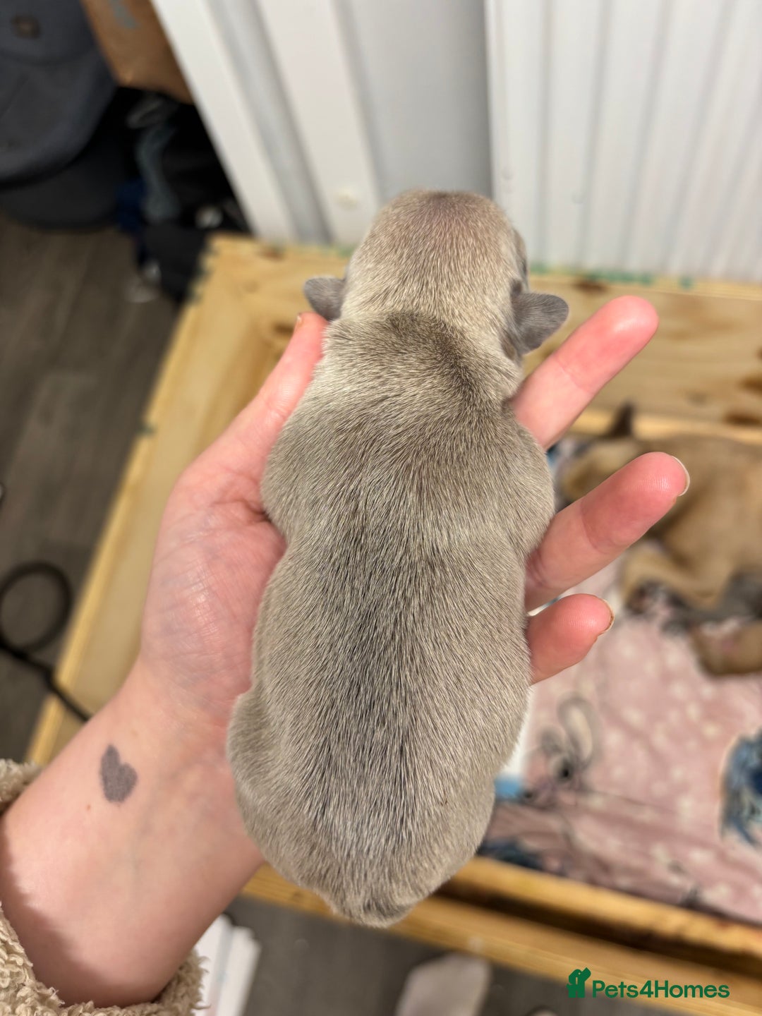 Mixed Breed dogs for sale: Dual pregnancy  - Image 6