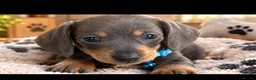 Miniature Dachshund dogs for sale: Gorgeous Miniature Sausages 💖  - Advert 4