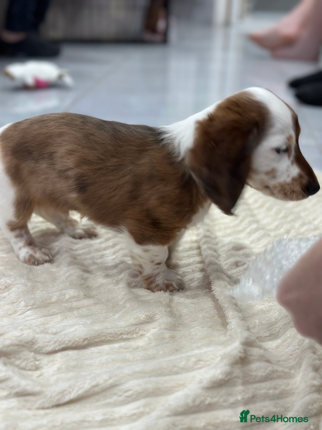 Miniature Dachshund dogs for sale: Miniature Dachounds pied dapples  - Advert 4