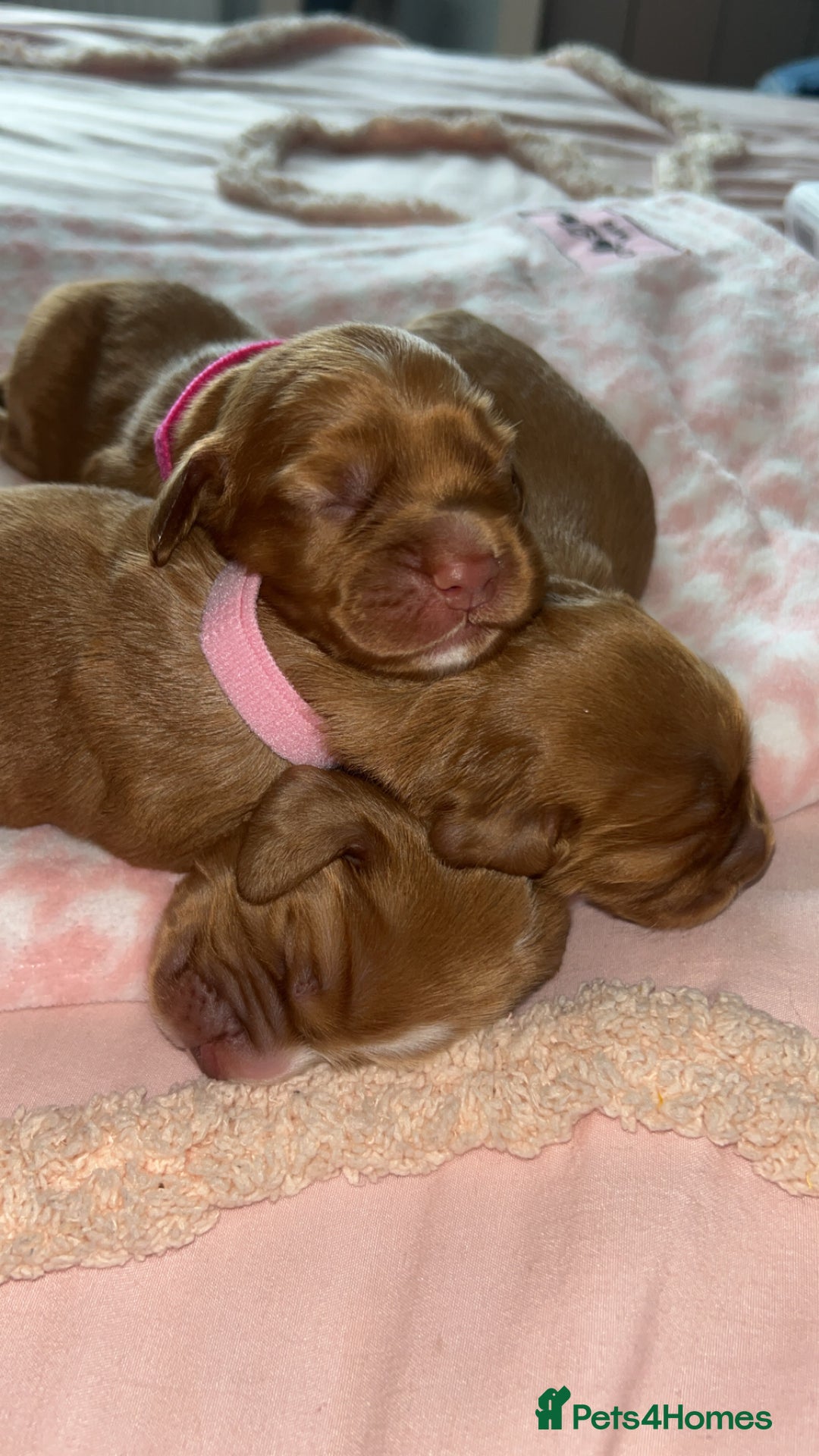 Cocker Spaniel dogs for sale: Gorgeous cocker spaniel pups(ONLY 1 REMAINING)  - Advert 6