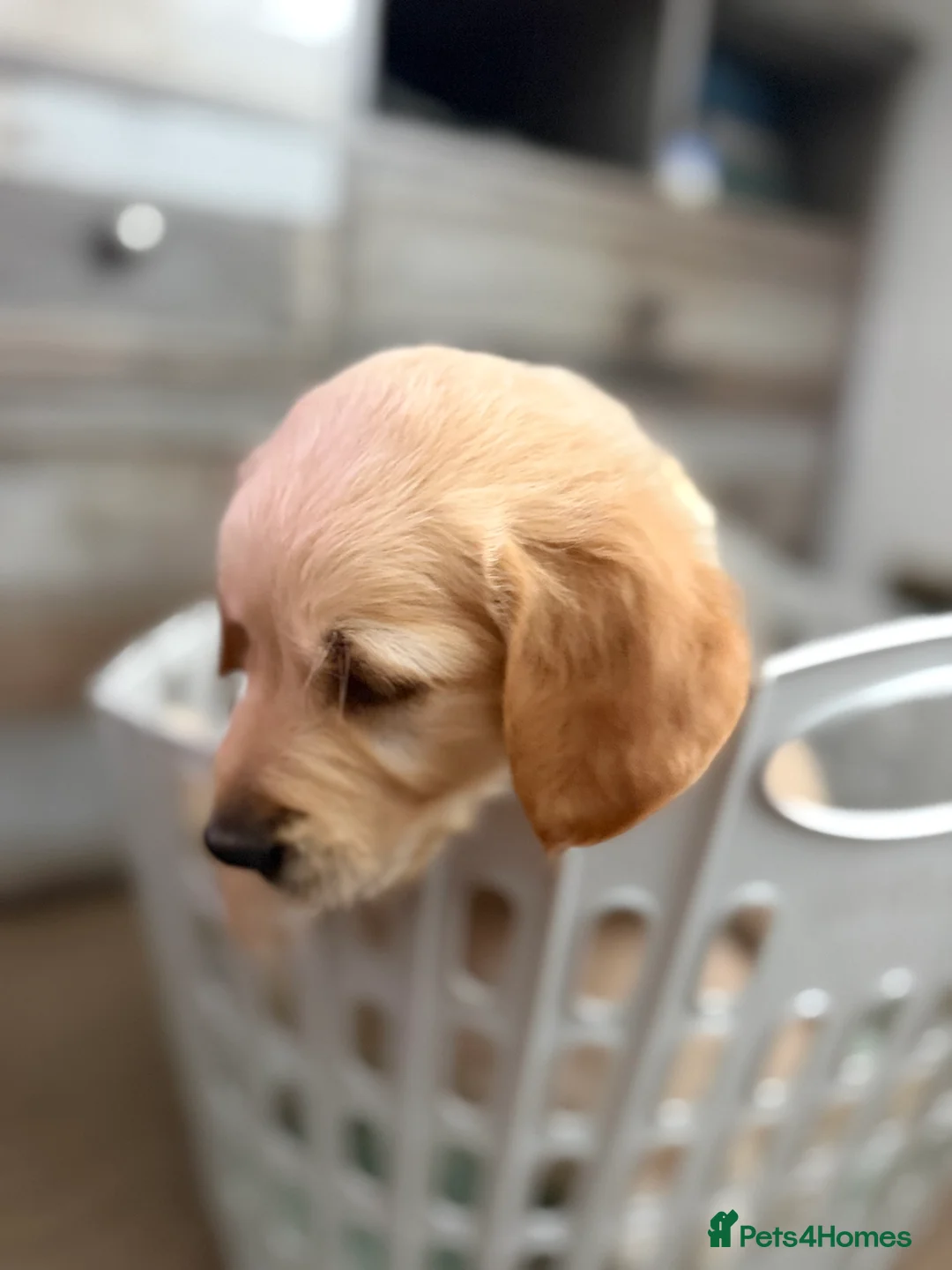 Golden Retriever dogs for sale: Beautiful Golden Retriever Puppies - Advert 10