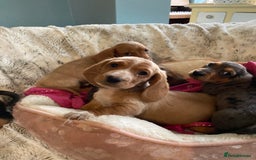 Mixed Breed dogs for sale: Dachshund x basset hound  - Image 7