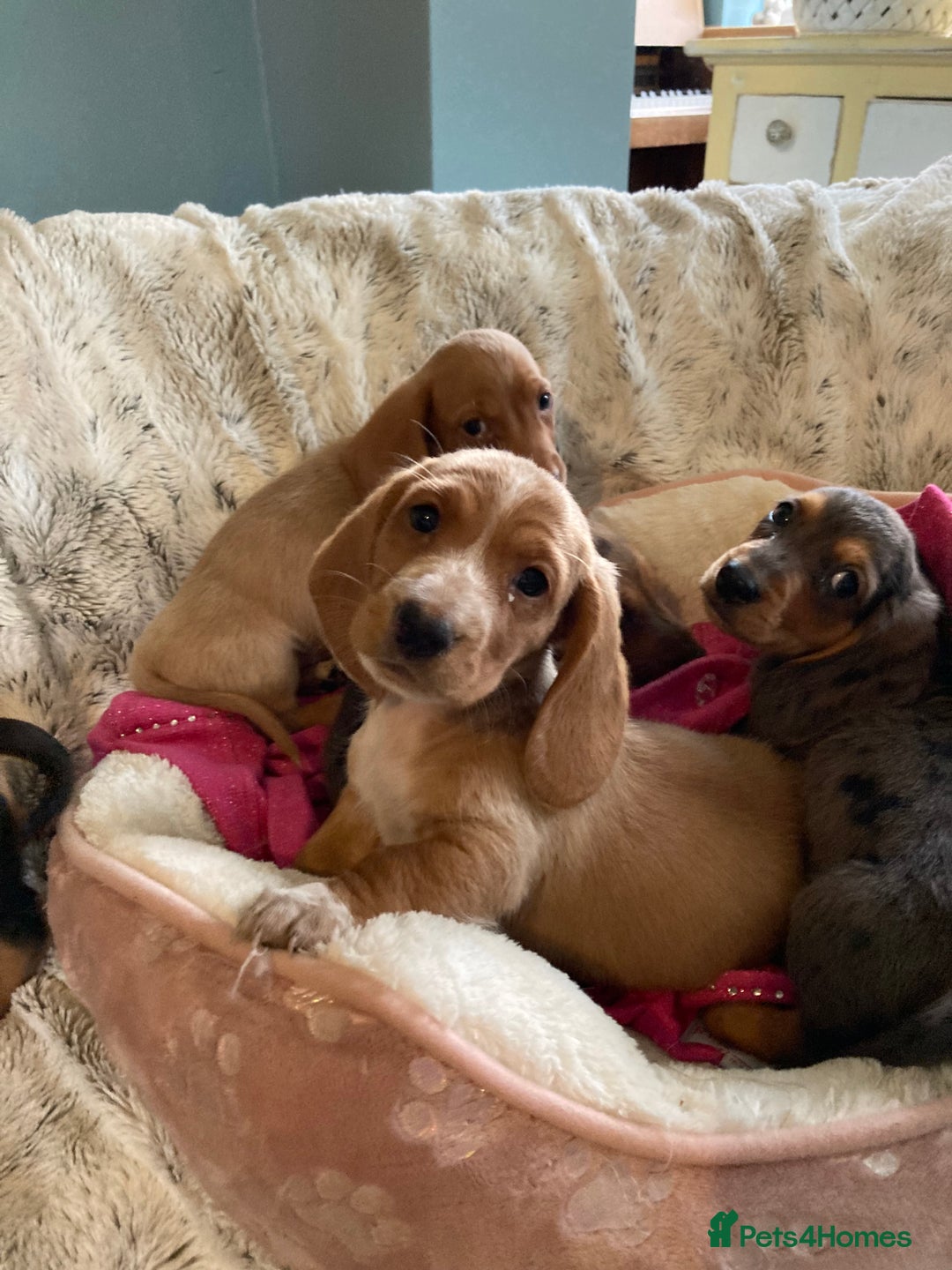 Mixed Breed dogs for sale: Dachshund x basset hound  - Image 7
