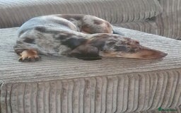 Miniature Dachshund dogs for sale: Miniature Dachshund - Image 14