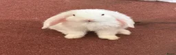 Mixed Breed rabbits for sale: Peanut and Fluffy  - Advert 1