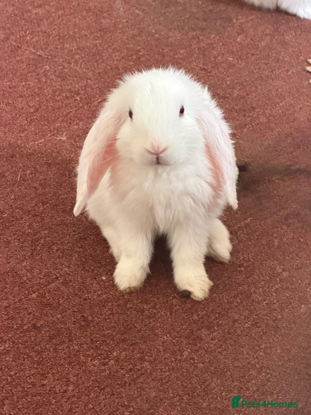Mixed Breed rabbits for sale: Peanut and Fluffy  - Advert 1