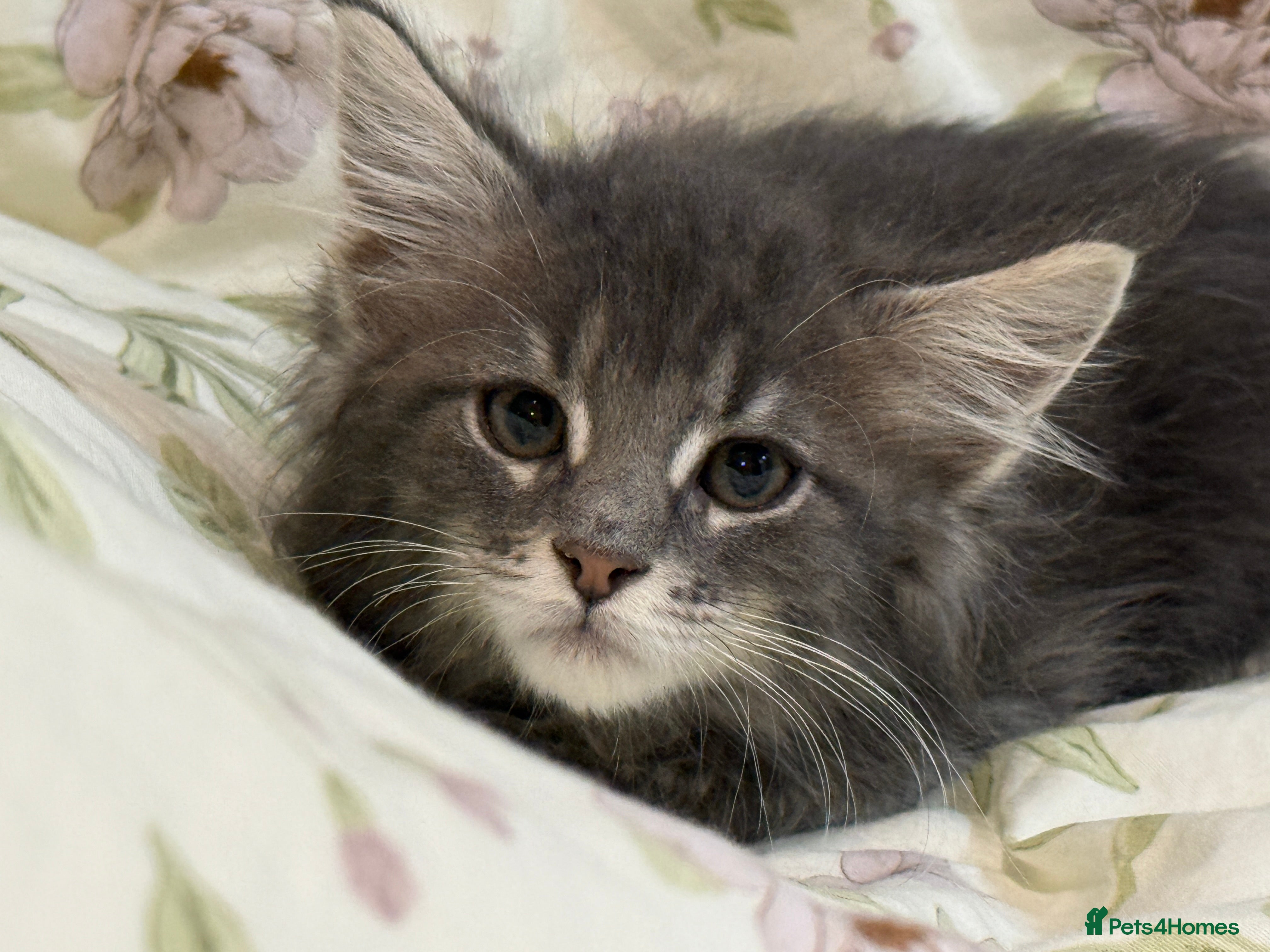 Maine Coon cats 3-month-old pure Maine Coon Girl ready to go - Advert 13
