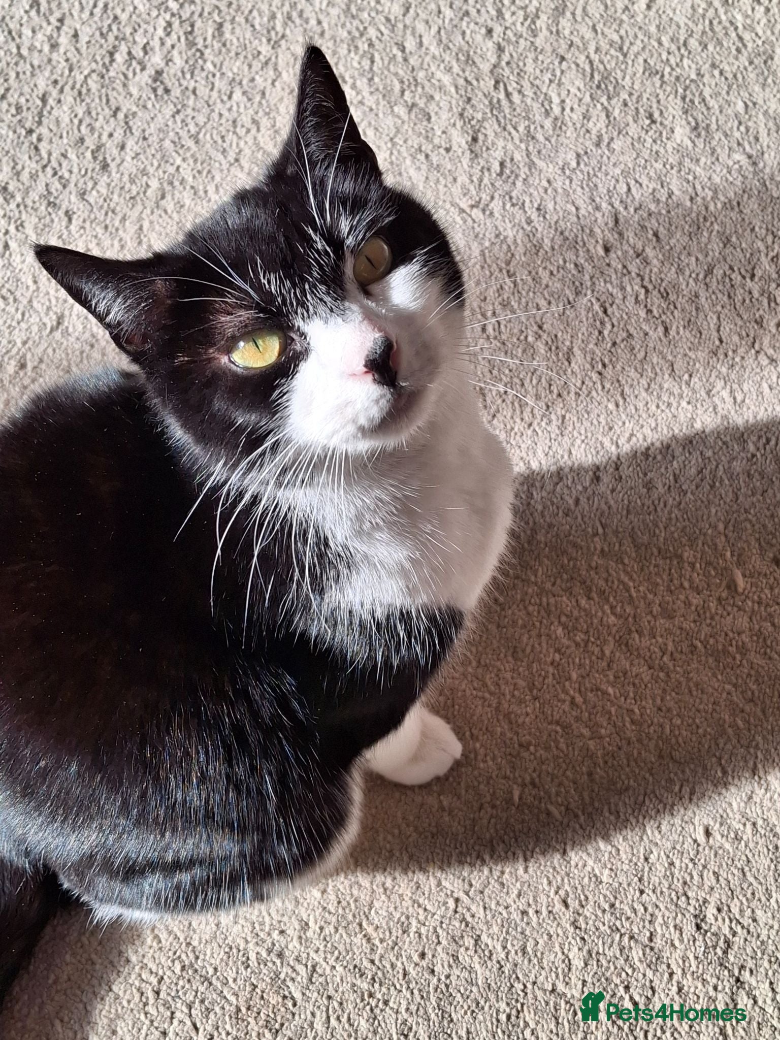 Mixed Breed cats Chester - Advert 4