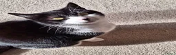 Mixed Breed cats for sale: Chester in Gateshead - Advert 1