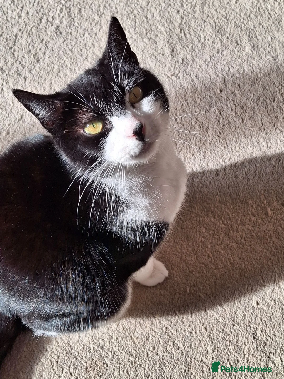 Mixed Breed cats for sale: Chester in Gateshead - Advert 1