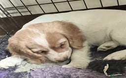 Cocker Spaniel dogs for sale: Working Cocker Spaniels - Image 8