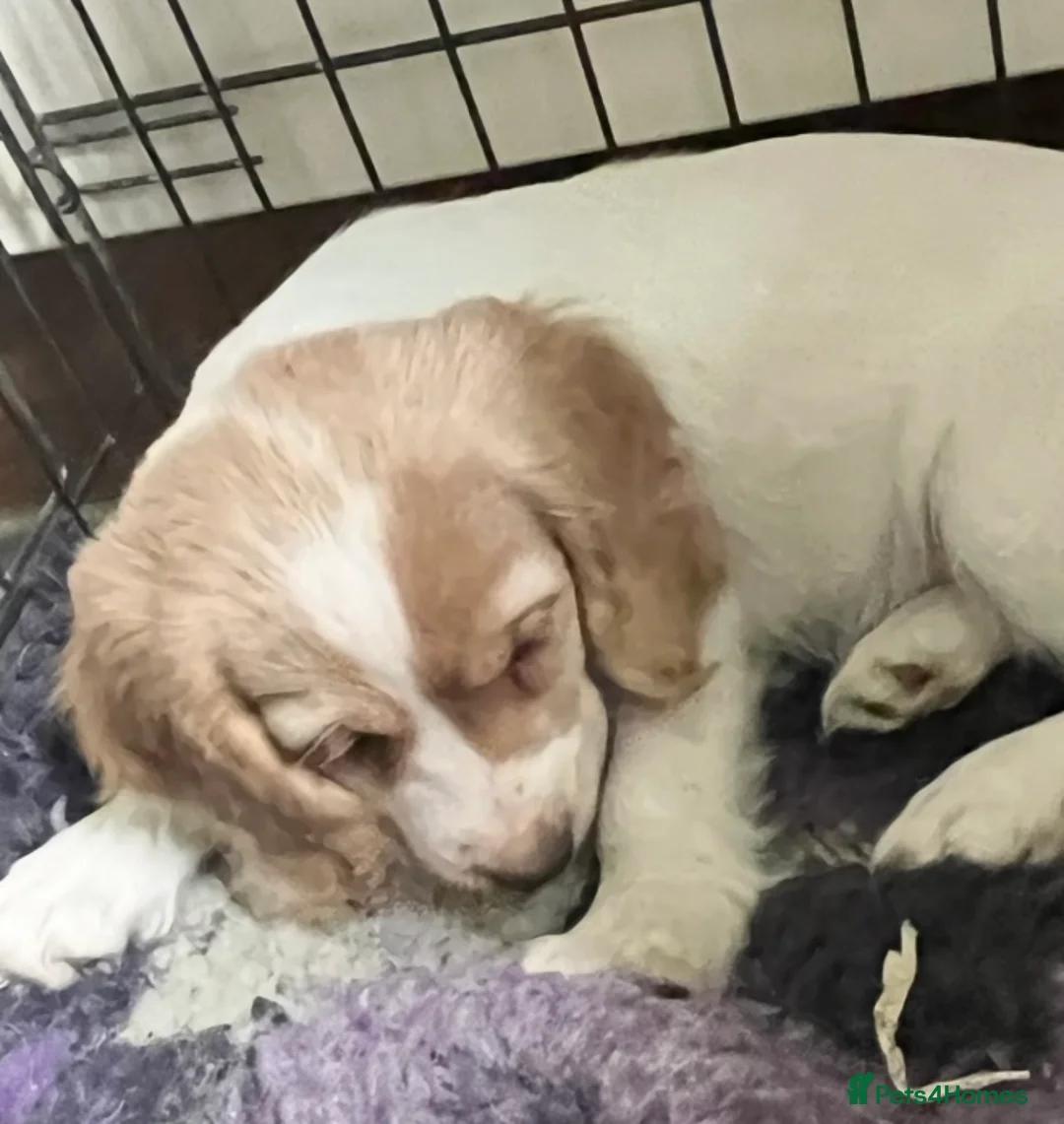 Cocker Spaniel dogs for sale: Working Cocker Spaniels - Advert 14