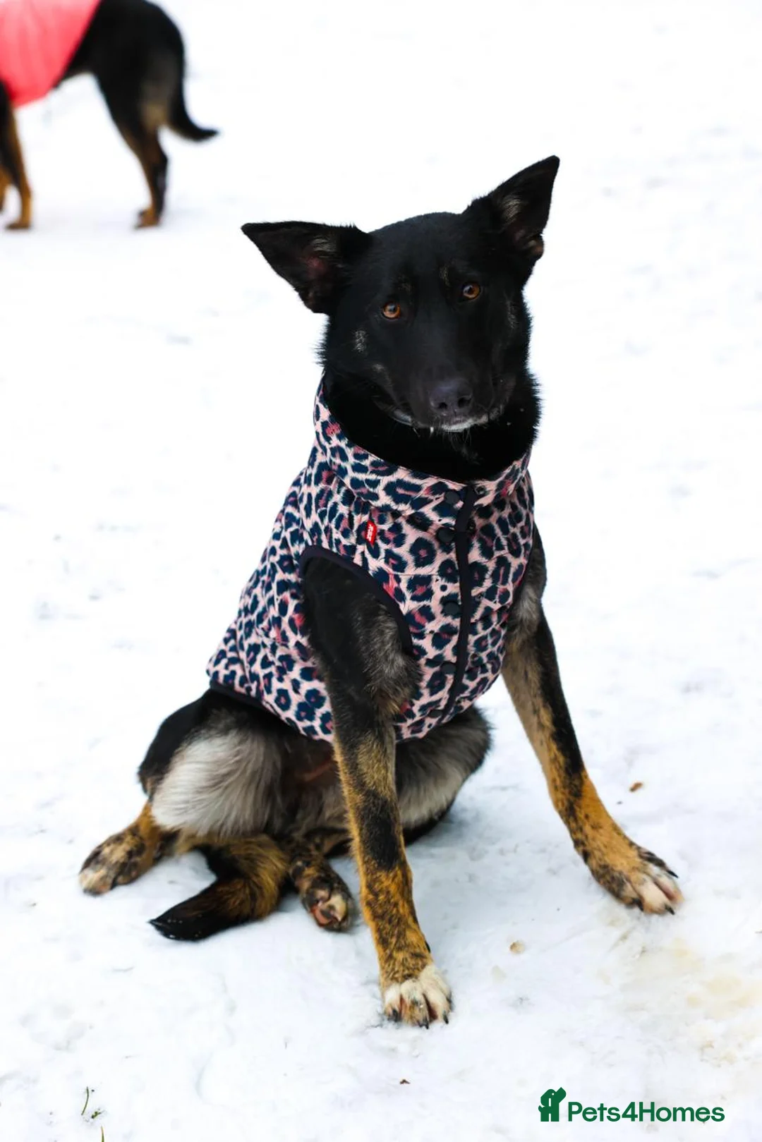Mixed Breed dogs for adoption: ❤️MILLA❤️11 month, calm, thoughtful girl in Oxford - Advert 1