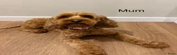 Cockapoo dogs for sale: Dark Fox Red F1B Toy Cockapoos in Cardiff - Advert 13
