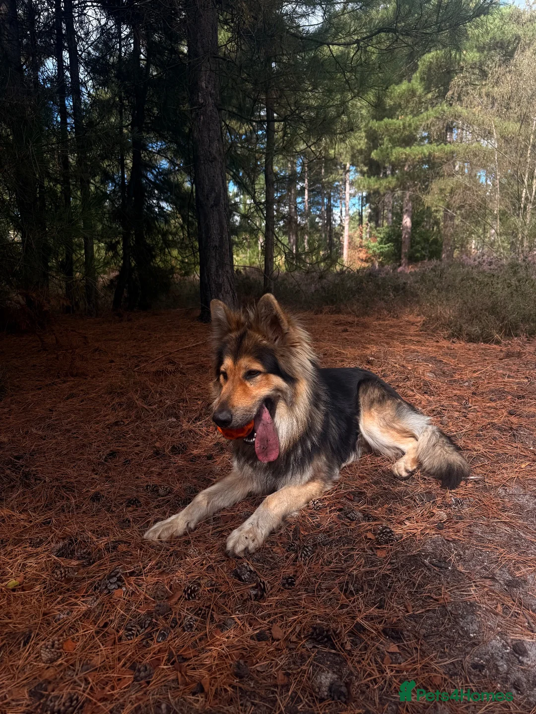 German Shepherd dogs for stud: Long-Haired Black&Sable German Shepard for Stud  in Lowestoft - Advert 2