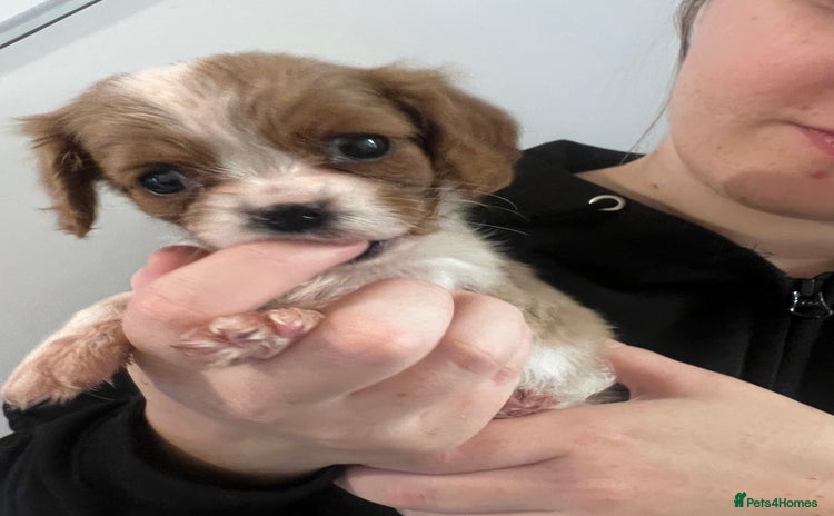 Cavalier King Charles Spaniel dogs - Advert 1