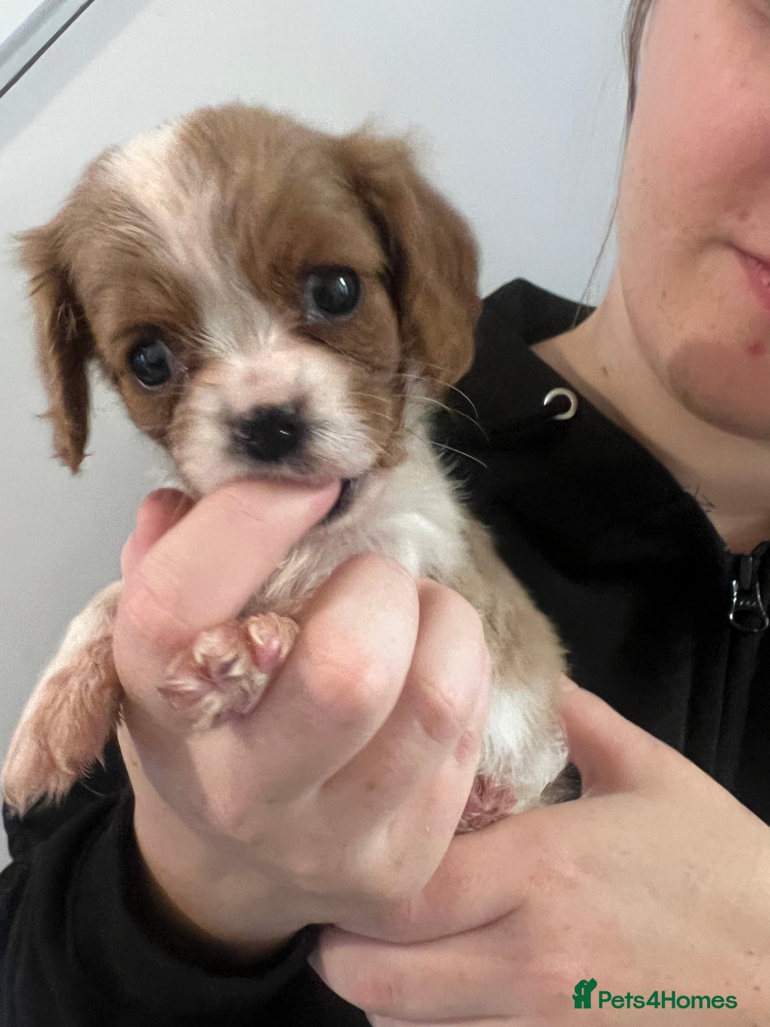 Cavalier King Charles Spaniel dogs for sale: cavalier king charles spaniels 1 little girl left - Image 1
