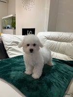 Bichon Frise dogs - Advert 2