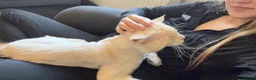 Maine Coon cats for sale: cream smoke boy for sale - Advert 1