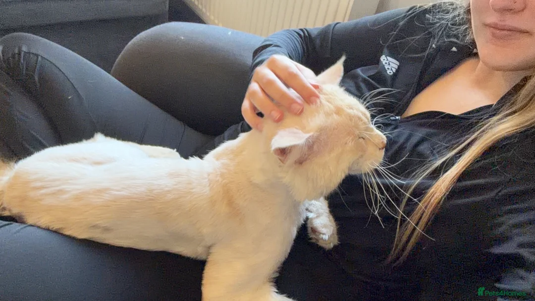 Maine Coon cats for sale: cream smoke boy for sale - Advert 1
