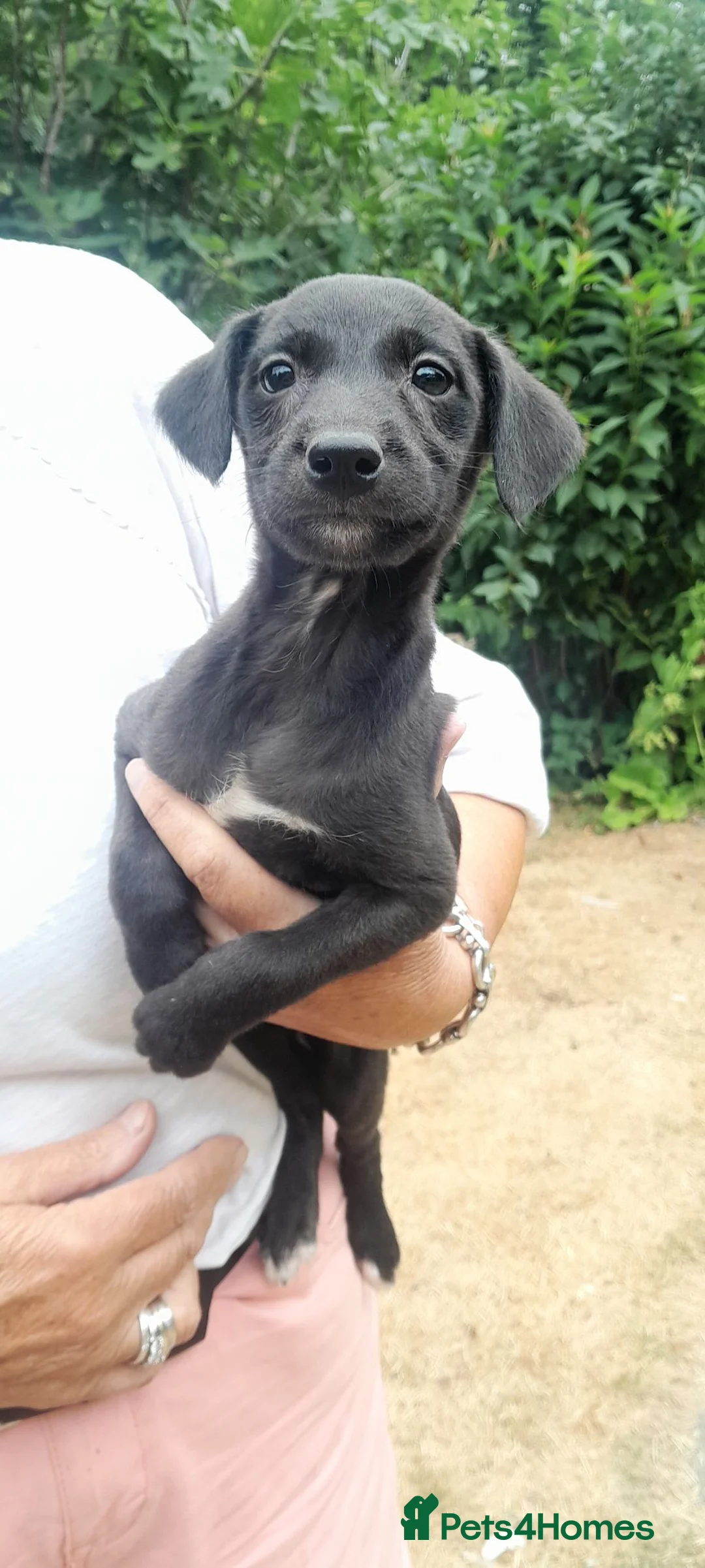 Bedlington Terrier dogs for sale: Bedlington whippet puppies  - Advert 1
