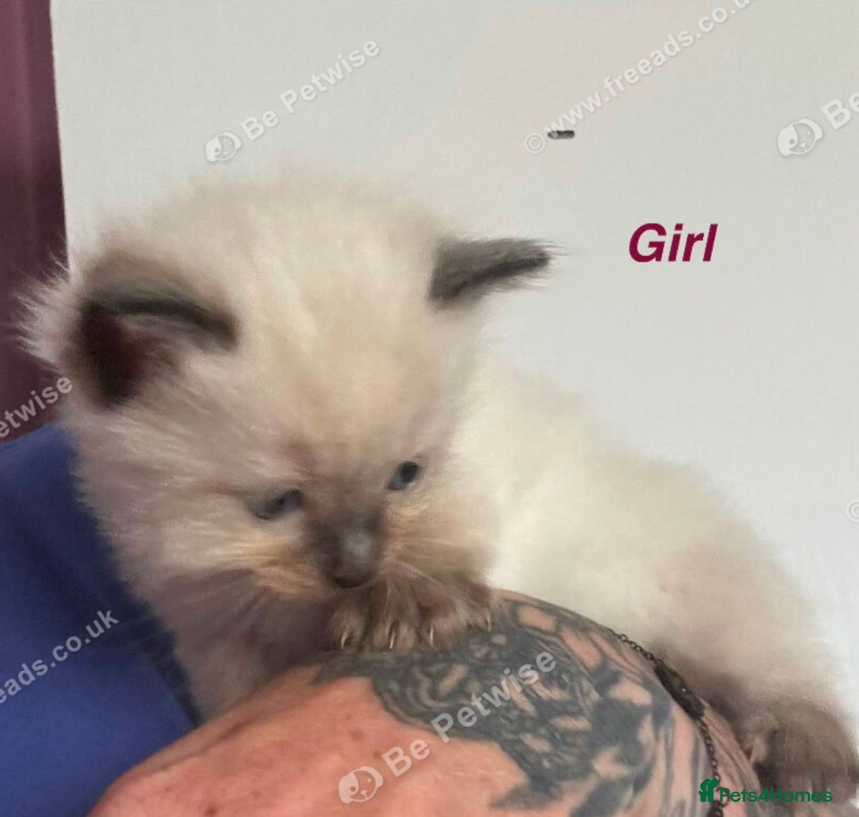 Ragdoll cats for sale: Ragdolls  - Advert 4