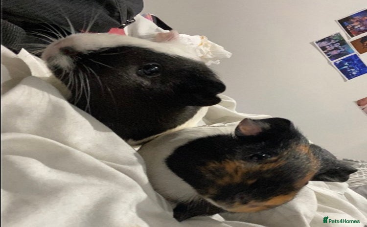 Guinea Pig rodents - Advert 1