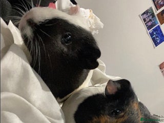 Guinea Pig rodents - Advert 1